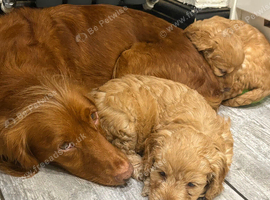 F1 cocker poos