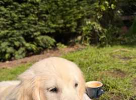 Golden Retriever Cream