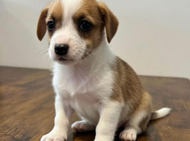 Jackrussell pups