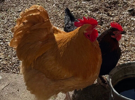 Mr Buff Orpington would love a new home with hens