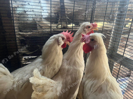 Leghorn and mix