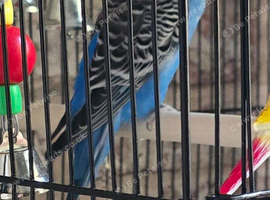 1 male budgie and cage