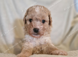 4 stunning shipooh pups