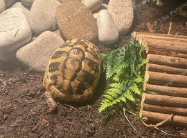 Female tortoise
