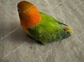 Opaline green split red eye