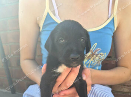 First cross Bedlington x whippet puppies