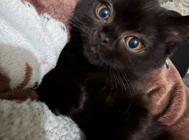 Dark chocolate British short-hair female 12 weeks