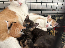 Gorgeous Kittens