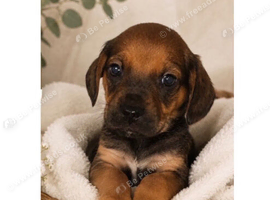 Miniature dachshund cross pups