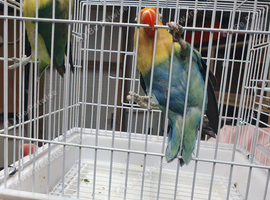 Parablue/ yf turquoise fischer lovebirds