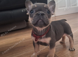 2  French Bulldog Puppies Ready To leave Fully Vet Checked & Vaccinated