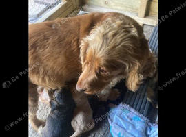 Stunning cockapoo pups