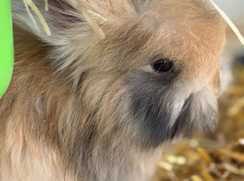 Angora buns