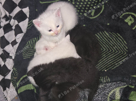 Kittens for sale