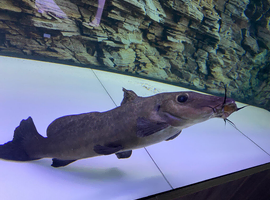 Giraffe fish 24 inch