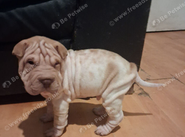 Shar pei puppy
