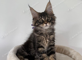 Champion Bloodline Kittens