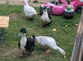 MAGPIE DUCK HATCHING EGGS