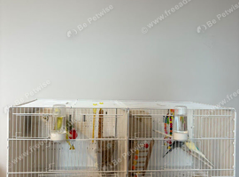 4 Beautiful Budgies - 10 Months Old - Cage Included