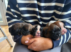Beautiful Boxer Puppies &ndash; Loving Family Companions