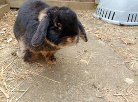 Gorgeous friendly adult female mini lops