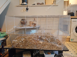 2 female gerbils complete with cage etc