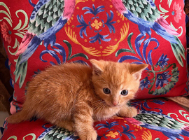 Kittens for sale