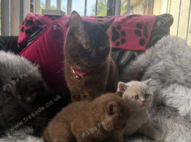 Stunning rare colours  pure BHS kittens