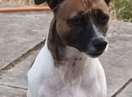 *JackRussell Stud Ronnie*