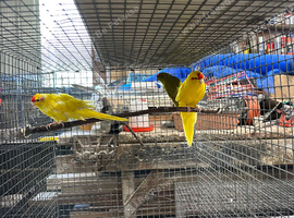 Pairs of Kakariki parrots available