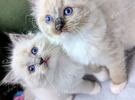 Ragdoll Kittens