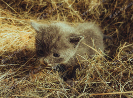 kittens