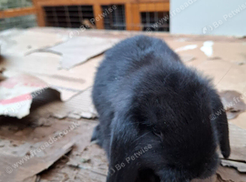 Mini Lops