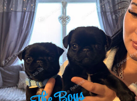 Litter of 5 full pug pups