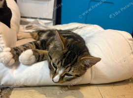 4 months old mixed bengal male