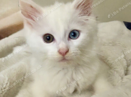 Mainecoon kittens