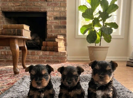 Miniature Yorkshire terrier puppy&rsquo;s