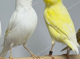 Canaries