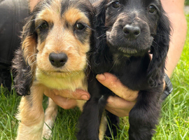 Beautiful Show Cocker Spaniel Female Puppies - Ready Now!