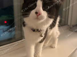 7 month old kitten needing rehomed