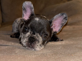 Male Merle puppy for sale