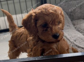 Toy cockapoo puppies - 1 girl left