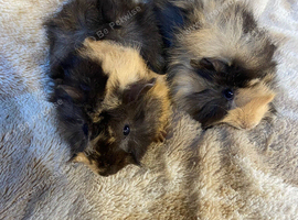 Baby Bonded Male Guinea Pigs