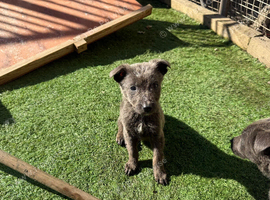 Blue German shepherd