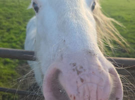 Mini cob