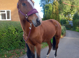 Annie tb mare