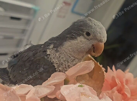 &ldquo;Lucky &ndash; Beautiful, Hand-Reared & Very Tame Talking Quaker&rdquo;
