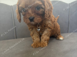 Health Tested Cavapoo Pups