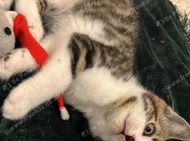 Cat for sale