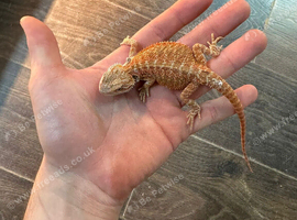 Bearded dragon for free, please read  full description